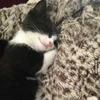 евгения_котик.няшк