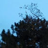svetlanagnoinaya
