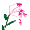andromeda_polifolia