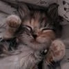 Просто люблю котов
