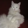 Клара Флёр