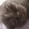Meooooowww