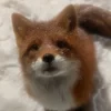 Vidana_O