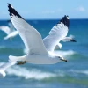 Mouette_Seagull