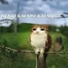 Тело генетического коллапса