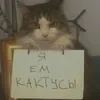 Nekosan--