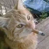 ghost_ghtt