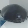 Тюлень.НеОбыкновенный
