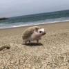 Вайолет Руш