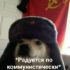 афигевший пёс