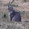 Скрываюшийся кот