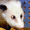 действительно мёртвый опоссум