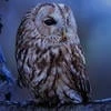 Sova_666_