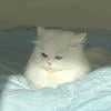 Shiro.Neko