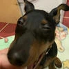 Сима Облепиха