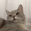 ._Вероника_.