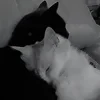 silentRomashka