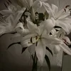 Menetka_