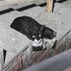 Mirinda_S9