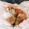 fox3000