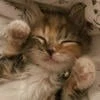 applepie._