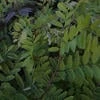 Forest_landscapes