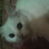 Sonya The Cat