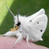 christmas_omela