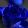 Jackie Blue