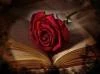 Autumn Rose