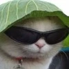 Кит ты Кит