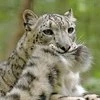 ZoraFortune