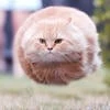 ШИППящее тыгыдыкало