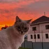 алая герляндка