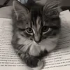 Ваш котейка