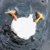 Ya_Est_Goose