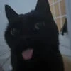 fluffy_chibi