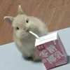 Sam_Sajoo