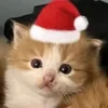 quetsizz