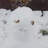 Питерская_Монархистка