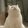 Polka Cat