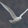 Larus_glaucoides