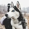 Рай Акито ди Хаски