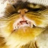 Anime_Temmie_Cat