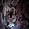 sibirirskaya rat