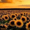 Solor.00