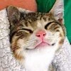 Кот_от_Бога