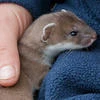 ByLoffka