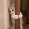 Cher.nysheeva
