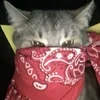 serenlty